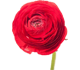 گل آلاله باسلین